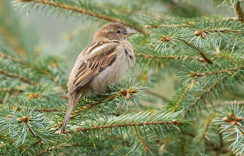 Gråspurv - House Sparrow (Passer domesticus)female.jpg